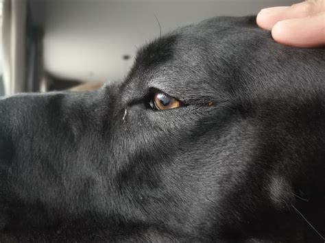 Detailná záber na psíka s výraznou animáciou srsti