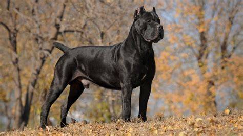 Obrázok: Cane Corso - typický molossoidný pes s mohutnou stavbou