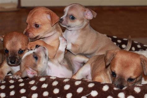 Fotografia čivavy krátkosrsté
