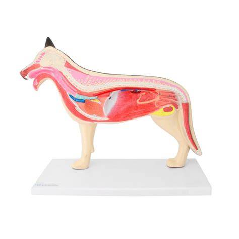 grafika: anatomické štruktúry očí psa a odvod sĺz