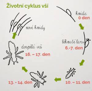 Infografika: Životný cyklus vši a kroky prevencie