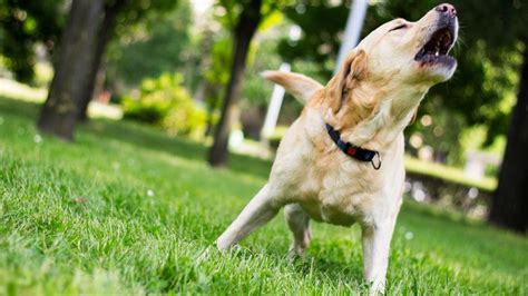 Pes štekajúci na zvonček