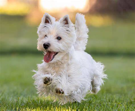Mapa pôvodu West Highland White Terrieru