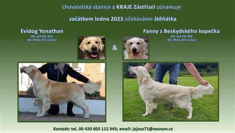 Infografika: Porovnanie vzhľadu a charakterových čŕt zlatého retrívra a nemeckého ovčiaka