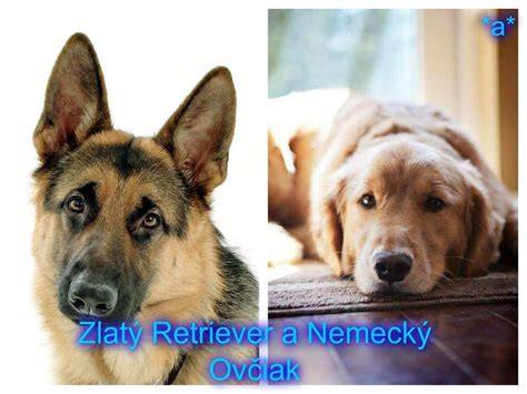 Vyobrazenie postáv a veľkostí: Nemecký ovčiak vs. Zlatý retriever