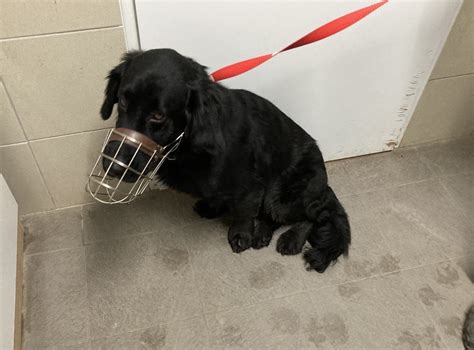 Pes s náhubkom na verejnosti