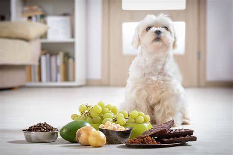 Graf zobrazujúci bezpečné a toxické potraviny pre psov