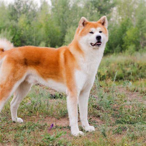 Schéma anatómie Akita Inu