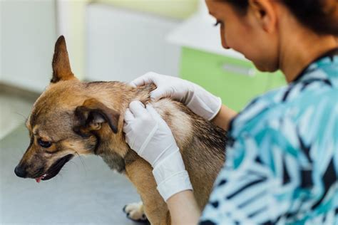 pes a veterinarna kontrola po operacii