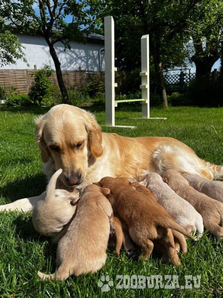 História a šľachtenie zlatého retrívera