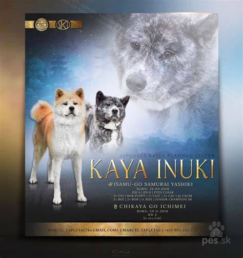 Infografika: Vzorové farby srsti a typy Akita Inu