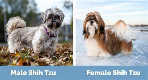 Screenshot zobrazujúci rôzne typy strihov Shih Tzu