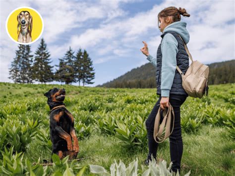 Pes pri výcviku s majiteľom