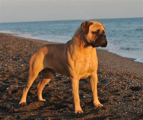 Schéma rodokmeňa: Dogo Cubano a súvisiace molosser typy