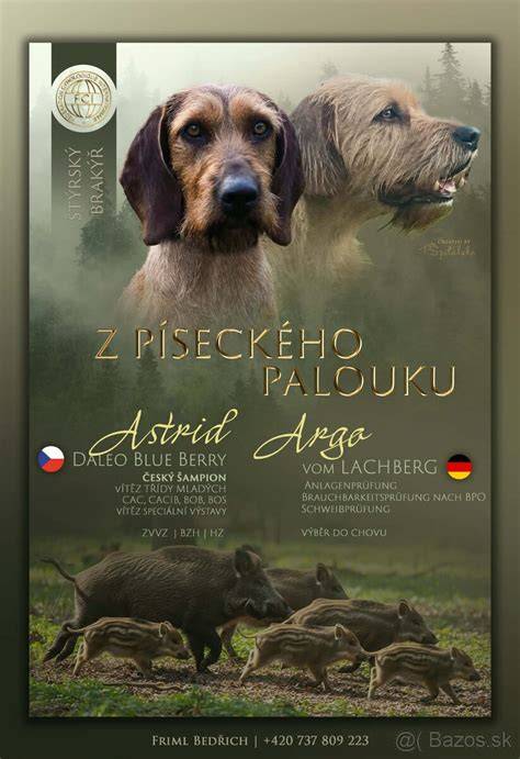 Infografika: Charakteristika bazos štajerský durič a jeho potreby