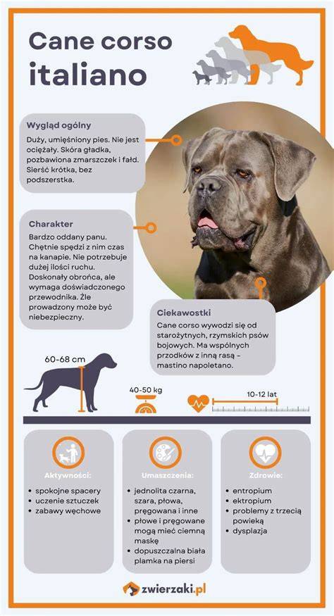 Infografika: porovnanie Cane Corso a Mallorčana - veľkosť, povaha, potreba pohybu