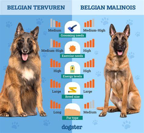 Schéma rozdielov medzi belgickými ovčiakmi Malinois a Tervueren