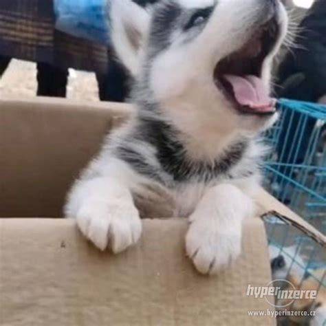 Fotografia šteniatka husky s rodinou počas zimy