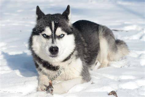 Fotografia klasického vzhľadu sibírskeho huskyho