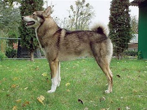 Západosibírska lajka v poľovnom revíri