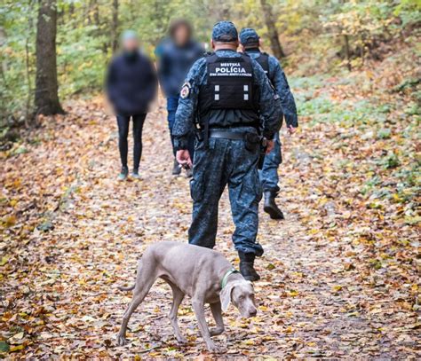 Obrázok znázorňujúci postup pri hľadaní a identifikácii strateného psa