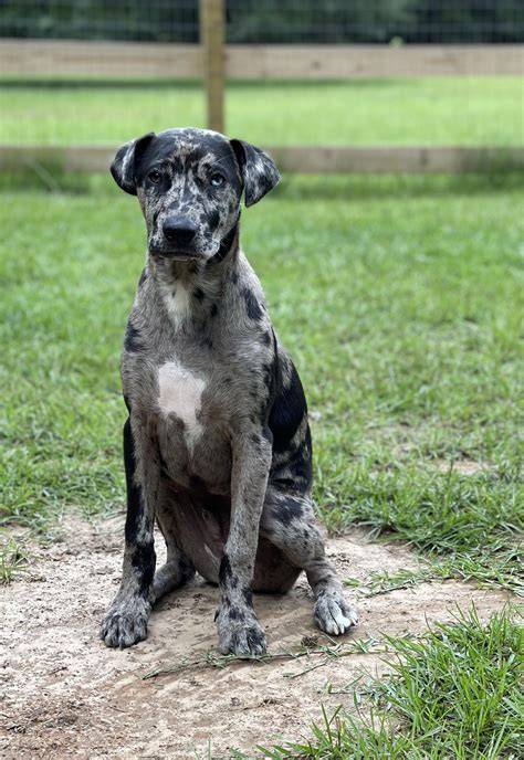Fotografia Catahoula v akcii: horúci terén a pracovná činnosť