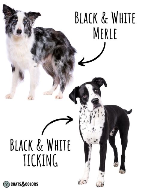 Ilustrácia genetických vzorcov merle vs. solid farby