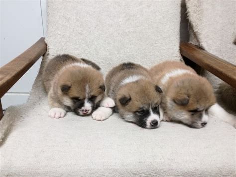 šteniatka Akita Inu