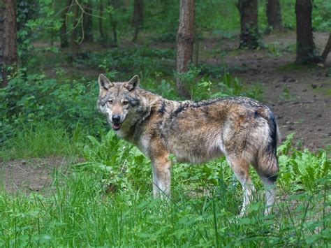 Štruktúra lebky dinga v porovnaní s vlkom a psom