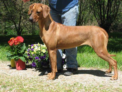 Obr_rodiezsky_ridgeback_silny_postoj.jpg