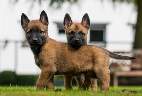 Infografika: Charakteristiky belgického ovčiaka Malinois