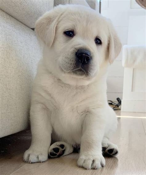 Šteniatka bieleho labradora