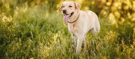 Výcvik psa plemena labrador