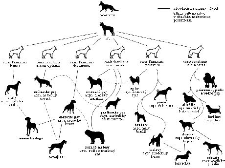 Rodokmeň psa plemena labrador