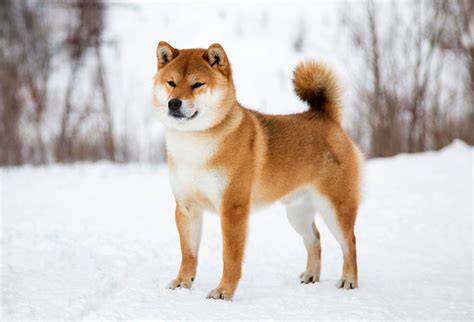 Obrázok: Shiba Inu s charakteristickou líčnou maskou a vztyčenými ušami