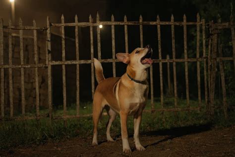 kľúčová scéna filmu - rozurený pes v noci