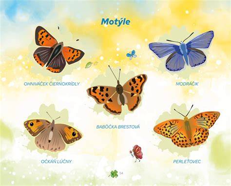 Motýlie ušia Papillonu na ilustrácii