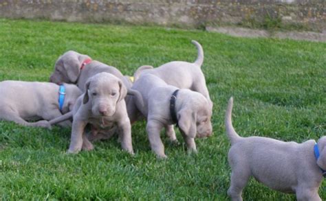 Šteniatka weimarského stavača