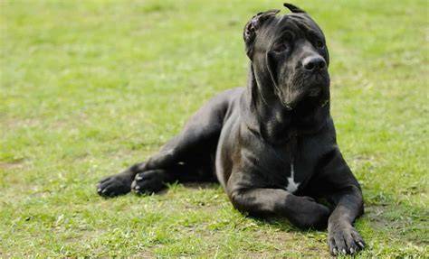 Cane Corso na výcviku poslušnosti a stopovania