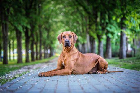 chrbtový hrebeň ridgeback - schéma znázorňujúca prúžok srsti rastúci opačným smerom