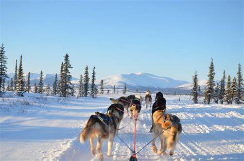 Obrázok s ukážkou záprahu psov na trase Iditarod