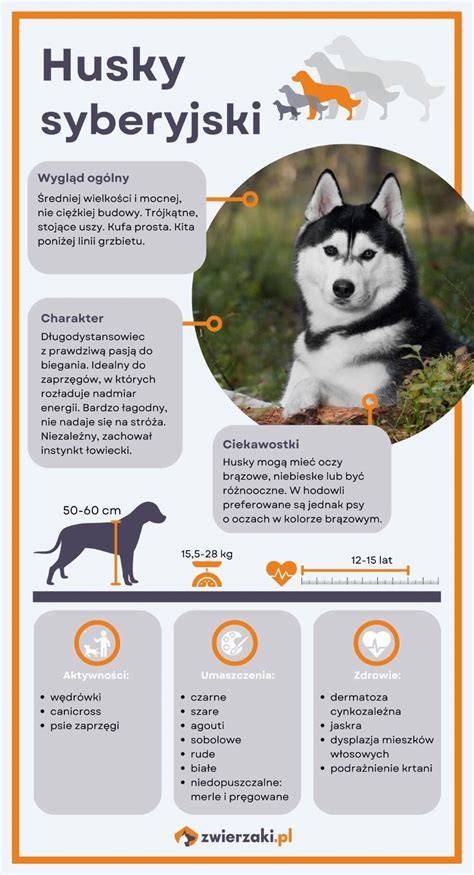 infografika: Porovnanie vlastností sibírskych husky a ďalších plemien