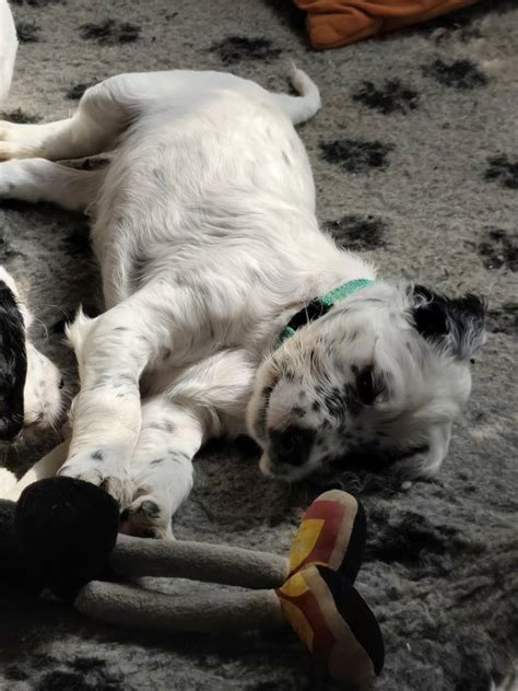 Štruktúra hlavy anglického setra