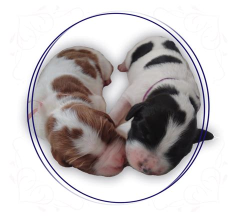 Šteňa anglického setra pri hre