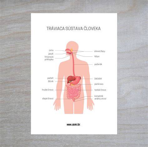 Infografika: Vnútorné orgány a choroby psov - prehľad najčastejších ochorení a ich príznakov