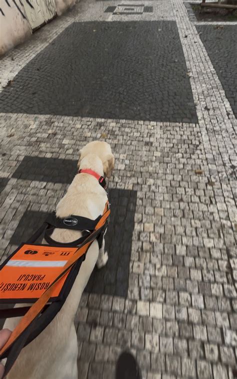 Ilustračná fotografia psa v polstrovanom postroji