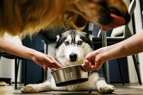 Grafik: Odporúčaná denná dávka pre šteňa Husky podľa veku a hmotnosti