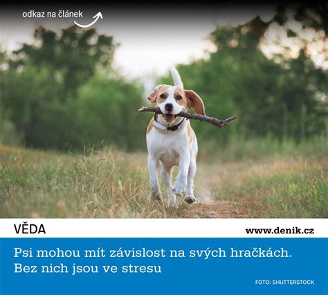 infografika_o_logických_hrackach_psov