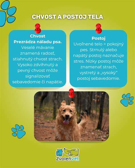 Infografika: Ako čítať reč tela psa (oko, chvost, uši, postoj)