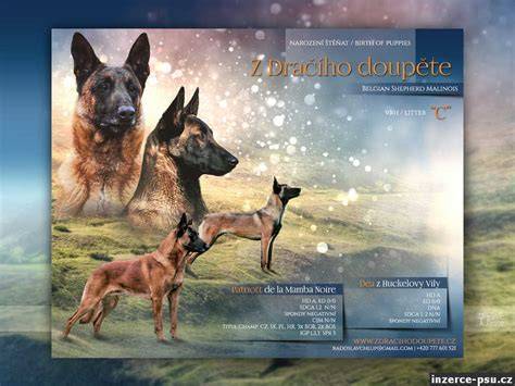 Infografika: Porovnanie fyzických a temperamentných čŕt belgického ovčiaka Malinois